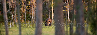 BB 10 0101 / Ursus arctos / Brunbjørn